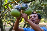 Cận cảnh các công đoạn làm bưởi hồ lô giá tiền triệu tại vườn Cận cảnh các công đoạn làm bưởi hồ lô giá tiền triệu tại vườn