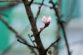 Đào rừng "đổ bộ" phố Thủ đô, "thét giá" cả chục triệu đồng Đào rừng "đổ bộ" phố Thủ đô, "thét giá" cả chục triệu đồng