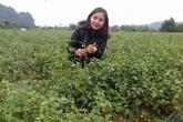 Hotgirl Hòa Bình trồng cây dại, mỗi tháng bỏ túi hàng chục triệu đồng Hotgirl Hòa Bình trồng cây dại, mỗi tháng bỏ túi hàng chục triệu đồng