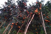 Hàng ngàn hecta loại cam trị bệnh cảm cúm ở Hương Sơn, Hà Tĩnh chín mọng chờ thu hoạch dịp Tết Hàng ngàn hecta loại cam trị bệnh cảm cúm ở Hương Sơn, Hà Tĩnh chín mọng chờ thu hoạch dịp Tết