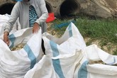 Kiệu Tết mất mùa, nông dân khóc ròng, đối mặt nợ nần Kiệu Tết mất mùa, nông dân khóc ròng, đối mặt nợ nần