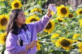 Hỏng vụ hoa Tết, chàng trai 9X “biến” vườn hoa hướng dương thành nơi check-in kiếm bộn tiền Hỏng vụ hoa Tết, chàng trai 9X “biến” vườn hoa hướng dương thành nơi check-in kiếm bộn tiền