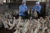 Đến hẹn lại... lo chuyện cúm gia cầm lây sang người dịp cận Tết Nguyên đán Đến hẹn lại... lo chuyện cúm gia cầm lây sang người dịp cận Tết Nguyên đán