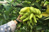 Thu hàng tỷ đồng nhờ loại quả bán “không bao giờ sợ ế” Thu hàng tỷ đồng nhờ loại quả bán “không bao giờ sợ ế”