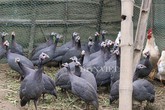 Nuôi gà lạ, kêu điếc cả tai, đẻ hơn trăm trứng, lão nông trúng lớn Nuôi gà lạ, kêu điếc cả tai, đẻ hơn trăm trứng, lão nông trúng lớn