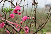 Chùm thơ Xuân Chùm thơ Xuân