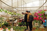 Nông dân làng hoa Xuân Quan tất bật cả ngày không hết việc Nông dân làng hoa Xuân Quan tất bật cả ngày không hết việc