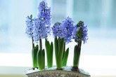 5 loại hoa được "săn lùng" nhiều nhất Tết Kỷ Hợi 5 loại hoa được "săn lùng" nhiều nhất Tết Kỷ Hợi
