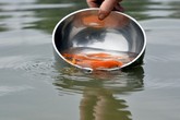 Phóng sinh cá chép làm sao để không mắc nghiệp sát sinh Phóng sinh cá chép làm sao để không mắc nghiệp sát sinh