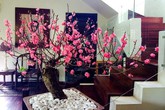 Chuyên gia phong thủy tiết lộ cách đặt cây cảnh Tết để rước tài lộc vào nhà Chuyên gia phong thủy tiết lộ cách đặt cây cảnh Tết để rước tài lộc vào nhà