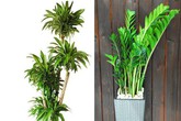 Hai loài cây nghe tên đã thấy phát tài bạn nhất định phải mua về chưng trong năm mới Hai loài cây nghe tên đã thấy phát tài bạn nhất định phải mua về chưng trong năm mới