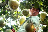 Thợ cắt bưởi thuê bán Tết kiếm tiền triệu mỗi ngày Thợ cắt bưởi thuê bán Tết kiếm tiền triệu mỗi ngày