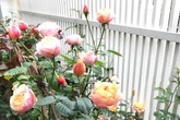 Dịnh thự ngập hoa hồng của nữ ca sĩ tuổi Tuất nổi tiếng với những bản tình ca trữ tình, da diết Dịnh thự ngập hoa hồng của nữ ca sĩ tuổi Tuất nổi tiếng với những bản tình ca trữ tình, da diết