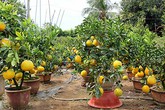 Bưởi Diễn được đưa từ Hà Nội về miền Tây bán chưng Tết Bưởi Diễn được đưa từ Hà Nội về miền Tây bán chưng Tết