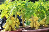 Đu đủ “tí hon” quả chi chít, vàng óng giá cả triệu đồng/cây gây xôn xao chợ Tết Đu đủ “tí hon” quả chi chít, vàng óng giá cả triệu đồng/cây gây xôn xao chợ Tết