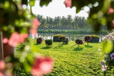 Tết này chơi đâu: Đến Ecopark du xuân cắm trại tại công viên ven vịnh hồ lớn nhất miền Bắc Tết này chơi đâu: Đến Ecopark du xuân cắm trại tại công viên ven vịnh hồ lớn nhất miền Bắc