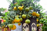 Bưởi bonsai giá nghìn USD bất ngờ hút khách dịp sát Tết cổ truyền Bưởi bonsai giá nghìn USD bất ngờ hút khách dịp sát Tết cổ truyền