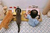 Nhà trong phố tạo cảm giác rộng gấp đôi với cách kết hợp màu táo bạo của vợ chồng trẻ từng du học Hà Lan Nhà trong phố tạo cảm giác rộng gấp đôi với cách kết hợp màu táo bạo của vợ chồng trẻ từng du học Hà Lan