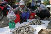 Nấm tươi tăng giá, nông dân sợ nhất 'đụng hàng' với nấm Trung Quốc Nấm tươi tăng giá, nông dân sợ nhất 'đụng hàng' với nấm Trung Quốc