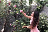 Xiêu lòng trước sân thượng rực rỡ hoa hồng của bà mẹ ở Hà Nội Xiêu lòng trước sân thượng rực rỡ hoa hồng của bà mẹ ở Hà Nội