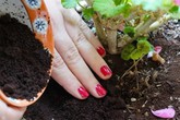 Mỗi bữa nấu ăn đem rác ủ chỗ này, 2 tuần sau cây chết rũ cũng mọc xanh um Mỗi bữa nấu ăn đem rác ủ chỗ này, 2 tuần sau cây chết rũ cũng mọc xanh um