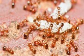 Nhà sạch bách không còn một con kiến nhờ loại quả dễ mua dễ tìm này Nhà sạch bách không còn một con kiến nhờ loại quả dễ mua dễ tìm này