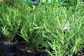 Mách bạn 10 loại cây cảnh trồng quanh nhà có khả năng xua đuổi kiến ba khoang hiệu quả Mách bạn 10 loại cây cảnh trồng quanh nhà có khả năng xua đuổi kiến ba khoang hiệu quả