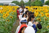 Người Hải Dương “phát sốt” với cánh đồng hoa hướng dương Người Hải Dương “phát sốt” với cánh đồng hoa hướng dương