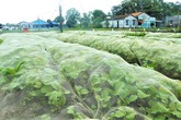 Đột nhập vùng trồng rau miền Tây tươi mướt như ở Đà Lạt cung cấp cho Bách Hóa Xanh Đột nhập vùng trồng rau miền Tây tươi mướt như ở Đà Lạt cung cấp cho Bách Hóa Xanh