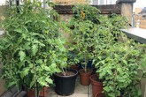 Ban công nhỏ 10m² vẫn đủ rau quả thưởng thức nhờ bí quyết sử dụng phân bón hữu cơ và cà phê Ban công nhỏ 10m² vẫn đủ rau quả thưởng thức nhờ bí quyết sử dụng phân bón hữu cơ và cà phê