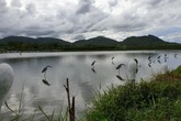 Hình ảnh người dân giăng "thiên la địa vọng" tận diệt chim trời ở Hà Tĩnh Hình ảnh người dân giăng "thiên la địa vọng" tận diệt chim trời ở Hà Tĩnh
