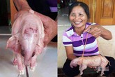 Kỳ lạ 3 lợn con mới đẻ ở Nghệ An có hình thù giống voi Kỳ lạ 3 lợn con mới đẻ ở Nghệ An có hình thù giống voi