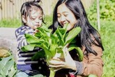 Rau 'khổng lồ' trong khu vườn Việt ở Australia Rau 'khổng lồ' trong khu vườn Việt ở Australia