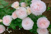 Mẹ Việt dồn hết tâm huyết để biến góc nhỏ trong vườn trở thành khu vườn hồng đẹp ngọt ngào Mẹ Việt dồn hết tâm huyết để biến góc nhỏ trong vườn trở thành khu vườn hồng đẹp ngọt ngào
