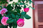 Ngày 20/11 ghé thăm vườn hồng trên sân thượng khoe sắc rực rỡ của cô giáo dạy nhạc xứ Thanh Ngày 20/11 ghé thăm vườn hồng trên sân thượng khoe sắc rực rỡ của cô giáo dạy nhạc xứ Thanh