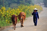 Đẹp đến không tưởng tượng nổi con đường hoa dã quỳ dưới chân núi Ba Vì Đẹp đến không tưởng tượng nổi con đường hoa dã quỳ dưới chân núi Ba Vì