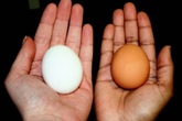Giải thích cho chị em: Chính xác thì sự khác biệt giữa trứng gà nâu và trắng là gì mà giá cả lại có sự chênh lệch? Giải thích cho chị em: Chính xác thì sự khác biệt giữa trứng gà nâu và trắng là gì mà giá cả lại có sự chênh lệch?