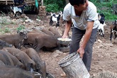 "Bão giá" thịt lợn: Bán một con thu nửa cây vàng, lợn rừng mỗi con lãi cả chỉ "Bão giá" thịt lợn: Bán một con thu nửa cây vàng, lợn rừng mỗi con lãi cả chỉ