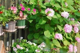 Biến sân thượng trống thành khu vườn đủ loại cây hoa đẹp như công viên, gia đình trẻ khiến nhiều người ghen tị Biến sân thượng trống thành khu vườn đủ loại cây hoa đẹp như công viên, gia đình trẻ khiến nhiều người ghen tị