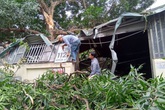 Hà Nội: Muỗm cổ thụ trong đền gãy cành xuống quán ăn, nhiều thực khách hoảng loạn bỏ chạy Hà Nội: Muỗm cổ thụ trong đền gãy cành xuống quán ăn, nhiều thực khách hoảng loạn bỏ chạy