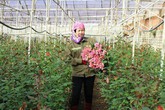 Trồng 5.000m2 hoa hồng, mỗi tháng bỏ túi 50 triệu đồng ngon ơ Trồng 5.000m2 hoa hồng, mỗi tháng bỏ túi 50 triệu đồng ngon ơ