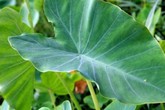 Có một thứ cực tốt cho sức khỏe ở cây khoai môn nhưng mọi người thường vứt đi mà không hay biết Có một thứ cực tốt cho sức khỏe ở cây khoai môn nhưng mọi người thường vứt đi mà không hay biết
