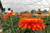 Vườn hoa tiền tỷ của chàng công nhân gác tàu xứ Thanh Vườn hoa tiền tỷ của chàng công nhân gác tàu xứ Thanh