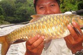 Cá đặc sản được mệnh danh "vong bất liễu ngư" có giá ngang vàng Cá đặc sản được mệnh danh "vong bất liễu ngư" có giá ngang vàng
