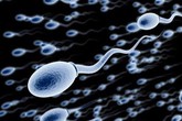 Có thể vô sinh vì những 'thủ phạm' không ngờ này Có thể vô sinh vì những 'thủ phạm' không ngờ này