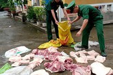 Quảng Ninh chủ động phòng chống dịch tả lợn châu Phi Quảng Ninh chủ động phòng chống dịch tả lợn châu Phi