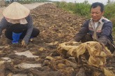 Chỉ cần ra ao đầm vớt "lộc trời" về bán, thu 4- 5 triệu đồng/ngày Chỉ cần ra ao đầm vớt "lộc trời" về bán, thu 4- 5 triệu đồng/ngày