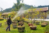 Lễ hội hoa Anh đào - Mai vàng Yên tử 2019 đến hẹn lại về Lễ hội hoa Anh đào - Mai vàng Yên tử 2019 đến hẹn lại về