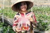 Bỏ việc nhà nước, cắm sổ đỏ trồng dâu tây, khách nườm nượp Bỏ việc nhà nước, cắm sổ đỏ trồng dâu tây, khách nườm nượp
