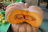 Nếu biết lợi ích này của bí ngô bạn sẽ tìm mọi cách để ăn nó hằng ngày Nếu biết lợi ích này của bí ngô bạn sẽ tìm mọi cách để ăn nó hằng ngày